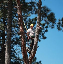 brian in tree